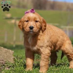 Rose, Golden Retriever Puppy